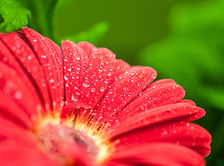 Image showing wet red gerbera flower closeup