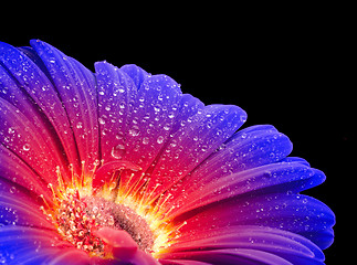 Image showing wet rgradient gerbera flower closeup