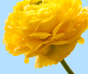 Image showing buttercup flower detail