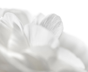 Image showing white petals closeup