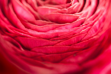 Image showing buttercup flower detail