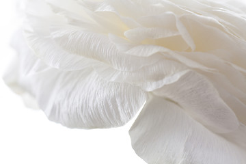 Image showing white petals closeup