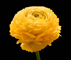 Image showing buttercup flower head