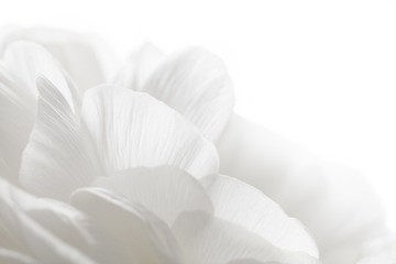 Image showing white petals closeup
