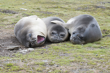 Image showing Baby Elephant Seals 
