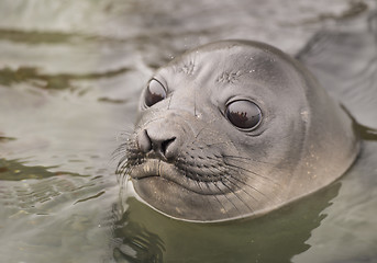 Image showing Baby Elephant Seal in the waer  South Georgia