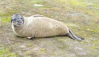 Image showing Baby Elephant Seals 