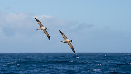 Image showing Light-mantled sooty Albatross flying.