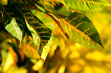 Image showing Green leaves