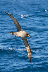 Image showing Light-mantled sooty Albatross flying.