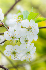 Image showing Blossoming branch of a cherry, close up