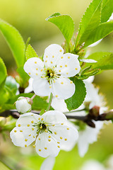 Image showing Blossoming branch of a cherry, close up