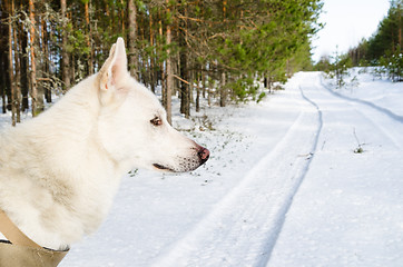 Image showing Portrait of a sled dog in a snowy winter forest