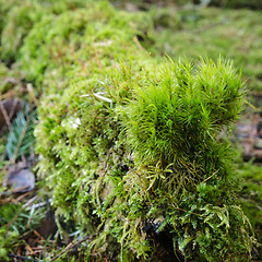 Image showing Snag acquired a moss, a close up