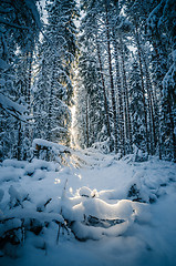 Image showing Winter snow covered trees. Winter wonderland