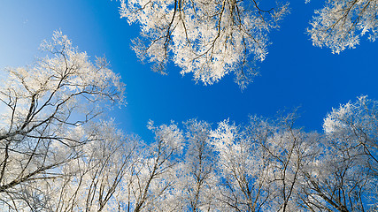 Image showing The tops of trees covered with hoarfrost against the blue sky