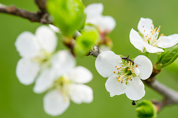 Image showing The ant runs on a blossoming branch of plum, a close up