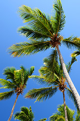 Image showing Palms on blue sky background