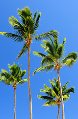 Image showing Palms on blue sky background