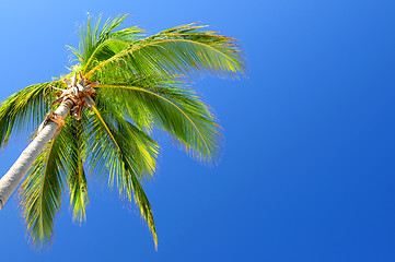 Image showing Palm on blue sky background