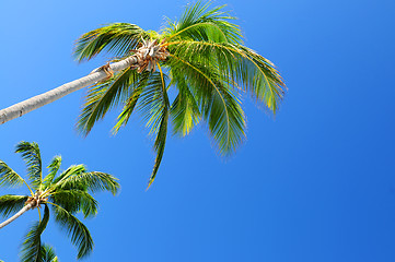 Image showing Palms on blue sky background