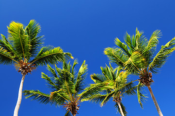 Image showing Palms on blue sky background