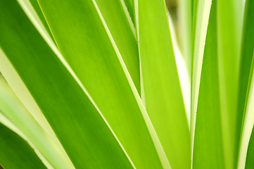 Image showing Tropical leaves