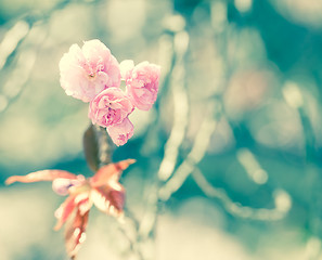 Image showing Sakura or Cherry blossom flower