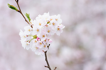 Image showing Sakura or Cherry blossom flower