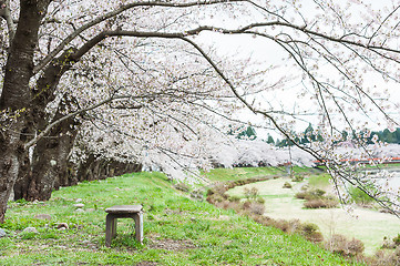 Image showing Sakura or Cherry blossom flower