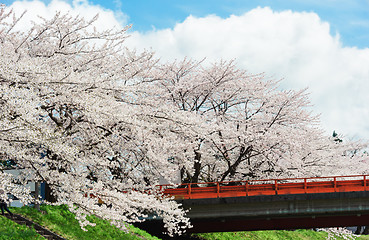 Image showing Sakura or Cherry blossom flower