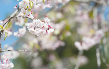 Image showing Sakura or Cherry blossom flower