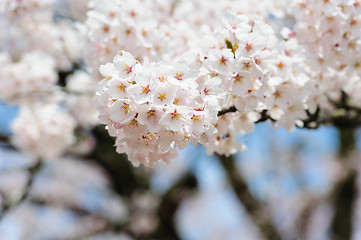 Image showing Sakura or Cherry blossom flower