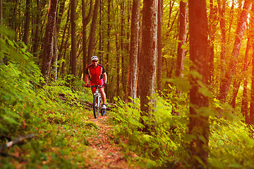 Image showing Rider on Mountain Bicycle it the forest