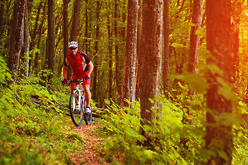 Image showing Rider on Mountain Bicycle it the forest