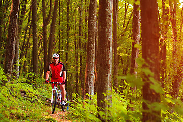 Image showing Rider on Mountain Bicycle it the forest