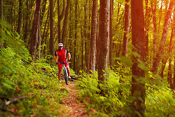 Image showing Rider on Mountain Bicycle it the forest