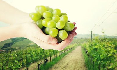 Image showing close up of woman hands holding green grape bunch