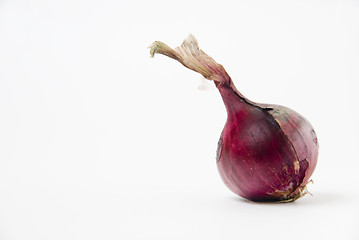 Image showing Onion