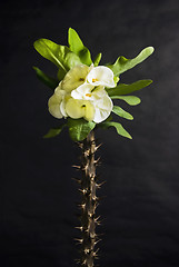 Image showing Thorny Flower