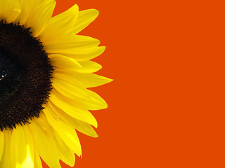 Image showing Sunflower with orange background