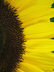 Image showing Sunflower background