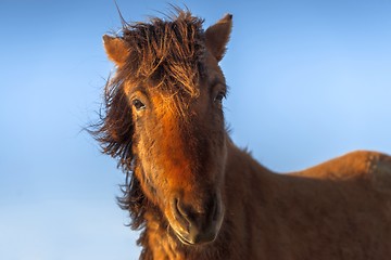 Image showing Brown horse closeup