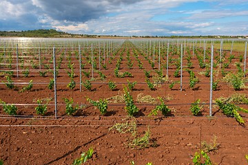 Image showing Viticulture with grape saplings