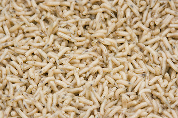 Image showing worms