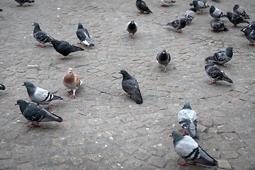 Image showing Pigeon close up on the ground