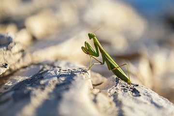 Image showing Praying Mantis on rocks