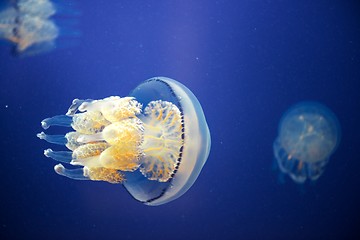 Image showing Jellyfish Underwater moving around