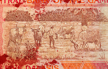 Image showing 5 Gambian dalasi bank note, bloody