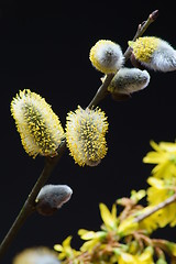 Image showing willow catkin